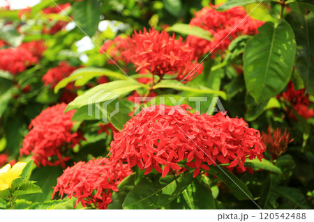 三段花（サンダンカ）の写真素材 - PIXTA