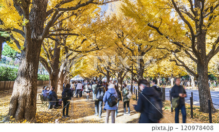 新宿 秋 紅葉 銀杏並木の写真素材 - PIXTA