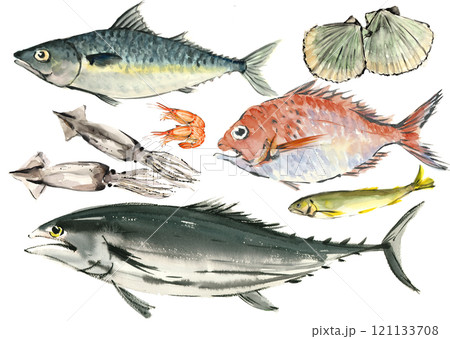 水彩画 鯛 魚 魚類の写真素材 - PIXTA