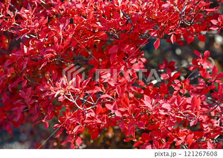 ドウダンツツジ 赤い花 赤い 花の写真素材 - PIXTA