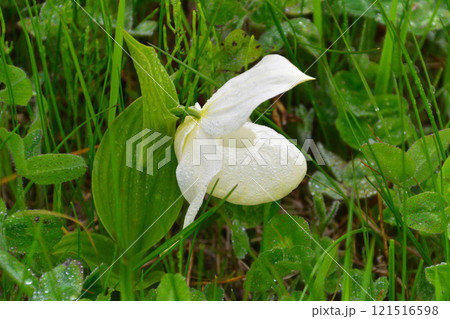 レブンアツモリソウ開花株1芽