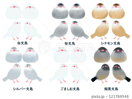 ブルー文鳥のイラスト素材 - PIXTA