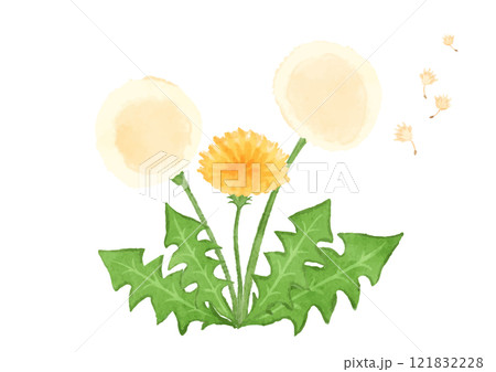 たんぽぽ 水彩 花 植物のイラスト素材 - PIXTA