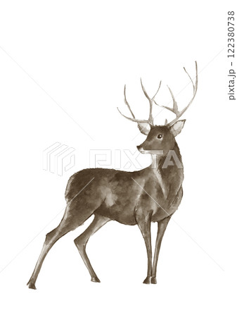 動物 鹿 水彩画 水彩のイラスト素材 - PIXTA