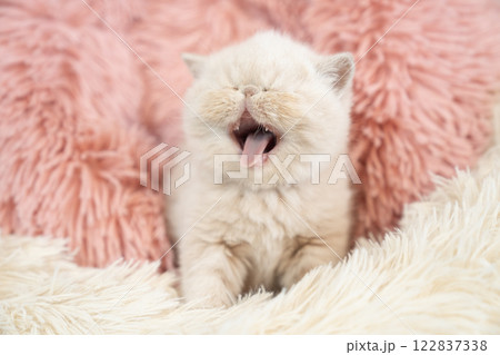 エキゾチックショートヘアー 赤ちゃん 子猫 猫の写真素材 - PIXTA