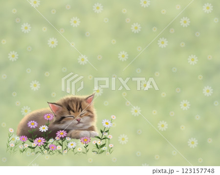 原画「ハチワレ猫の背中はお花畑」猫/鳥/昆虫/植物/花/イラスト