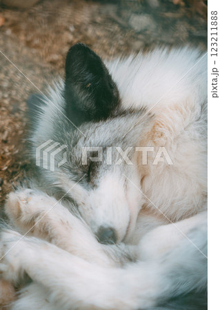 銀キツネの写真素材 - PIXTA