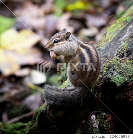 Zoologist Chipmunk 香水 シマリス チップマンク チップムンク｜シマリス – NOSE SHOP
