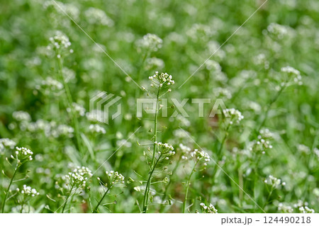 ぺんぺん草の写真素材 - PIXTA