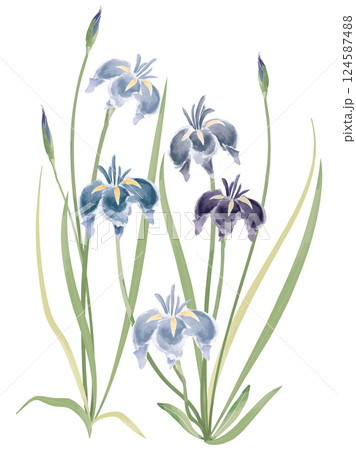 アヤメ 菖蒲 花 水彩画の写真素材 - PIXTA