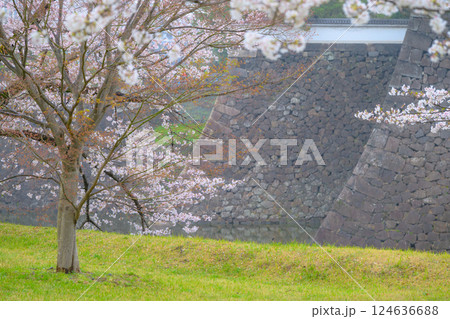 小雨の中、咲き誇る可憐な桜の花