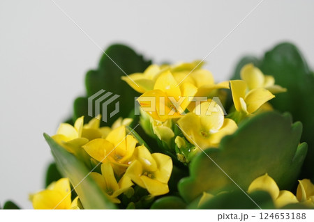 カランコエ 黄色 黄色い花の写真素材 - PIXTA
