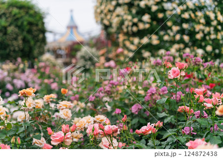棘のある花の写真素材 - PIXTA