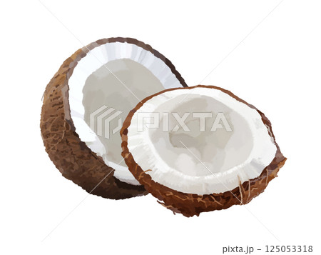 椰子の実のイラスト素材 - PIXTA