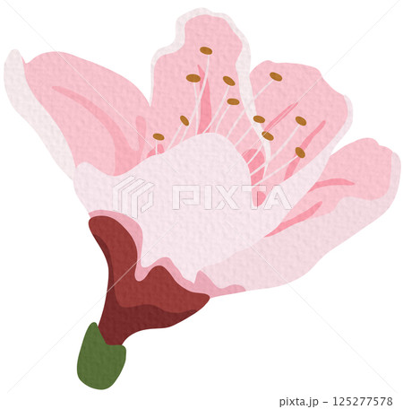 チェリーブロッサム」のアイデア 11 件 | 花 イラスト, 水彩, 桜