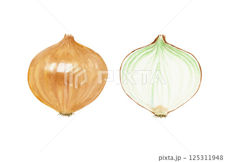 野菜 玉葱 水彩画 玉ねぎのイラスト素材 - PIXTA 野菜 玉葱 水彩画 玉ねぎのイラスト素材 - PIXTA
