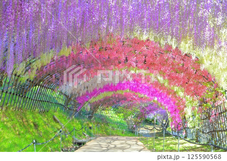 北九州 藤の花 花のトンネル 河内藤園の写真素材 - PIXTA