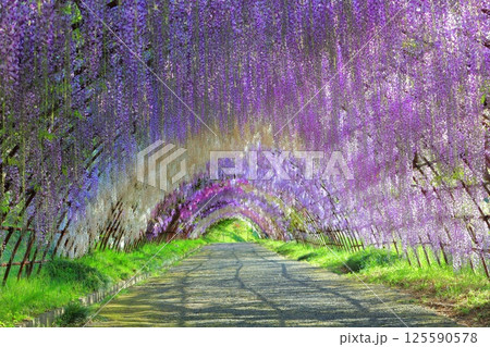 北九州 藤の花 花のトンネル 河内藤園の写真素材 - PIXTA