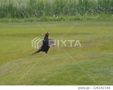 キジ 飛翔 オスキジ 雄雉の写真素材 - PIXTA