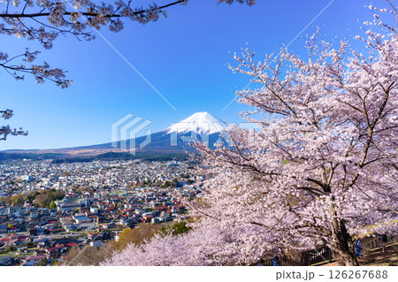 鳥居 新倉山浅間公園 富士山 桜の写真素材 - PIXTA