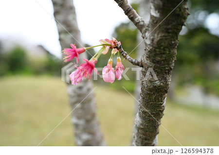 山桜のつぼみ 山桜 蕾 桜の写真素材 - PIXTA