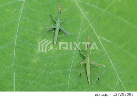 レトロ　新品　昆虫　バッタ　二匹　セットのみ レトロ 新品 昆虫 バッタ 二匹 セットのみ バッタ | リヤドロ公式