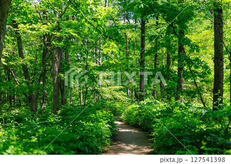 森の小道の写真素材 - PIXTA