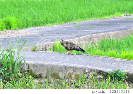 鳶 （トンビ）羽根 （ 羽 ） 鳶(トンビ)の羽根の通販 by apricot｜ラクマ
