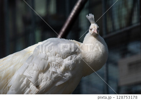 孔雀 アルビノ 白孔雀 白の写真素材 - PIXTA