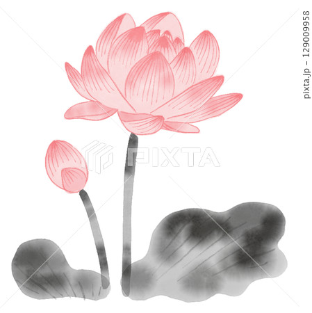 スイレン 水墨画 花 睡蓮のイラスト素材 - PIXTA