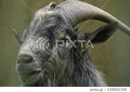 天然素材 山羊の角 天然素材 山羊の角 - メルカリ