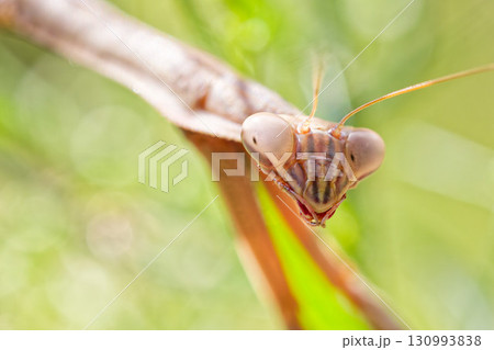 カマキリ 蟷螂 オオカマキリ 顔の写真素材 - PIXTA