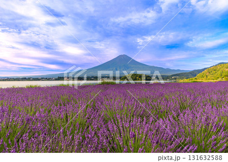 ラベンダー ラベンダー畑 風景 紫の写真素材 - PIXTA