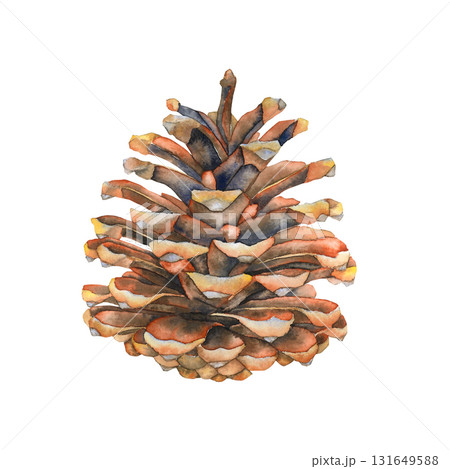 まつぼっくり 松かさ 松ぼっくり 水彩画のイラスト素材 - PIXTA