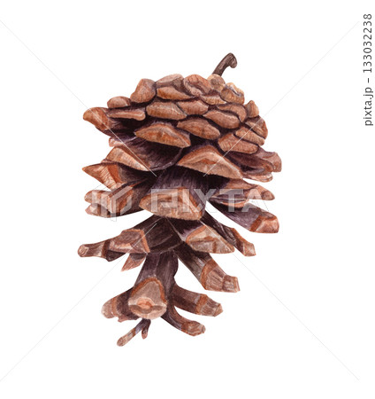 まつぼっくり 松かさ 松ぼっくり 水彩画のイラスト素材 - PIXTA