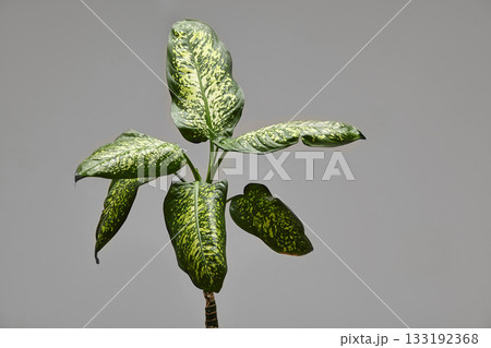 黄色斑点 観葉植物の写真素材 - PIXTA