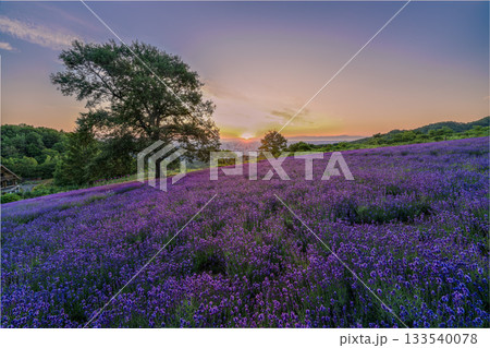 ラベンダー ラベンダー畑 風景 紫の写真素材 - PIXTA