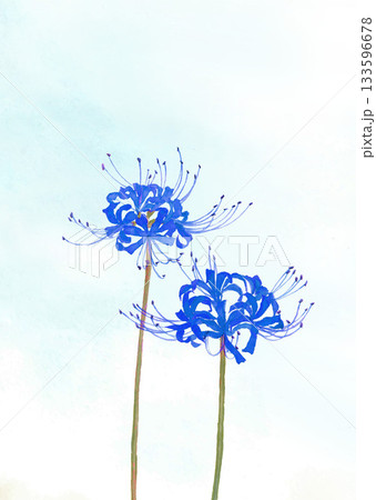曼珠沙華のイラスト素材 - PIXTA