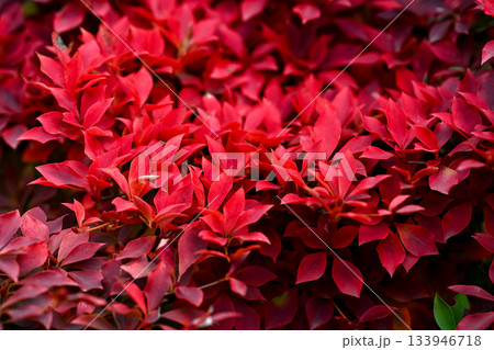 ドウダンツツジ 赤い花 赤い 花の写真素材 - PIXTA