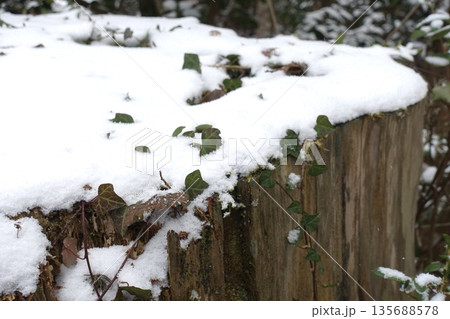 蔦 雪 積雪 葉の写真素材 - PIXTA