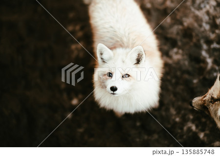 狐のしっぽの写真素材 - PIXTA