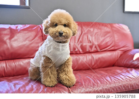 犬 トイプードル 座る おすわりの写真素材 - PIXTA