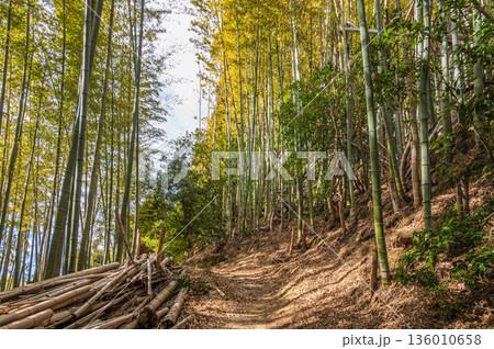 森の小道の写真素材 - PIXTA