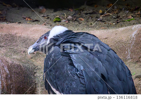 鳥 コンドル アンデスコンドル 鳥類の写真素材 - PIXTA