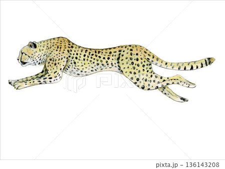 cheetahのイラスト素材 - PIXTA