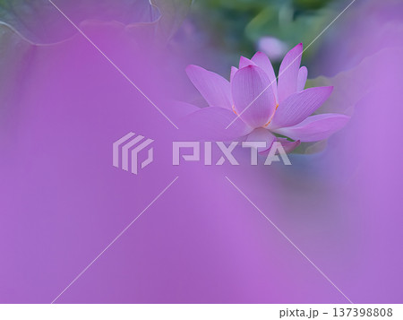 紫のハスの花の写真素材 - PIXTA