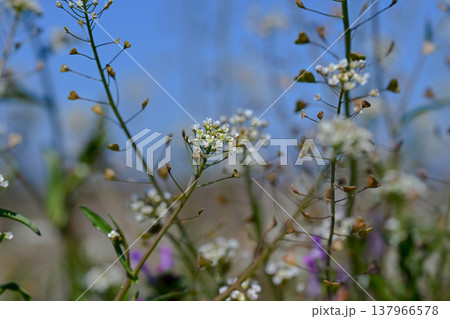 ぺんぺん草の写真素材 - PIXTA