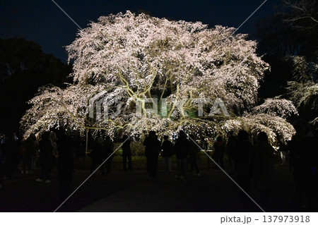 六義園・しだれ桜の写真素材 - PIXTA