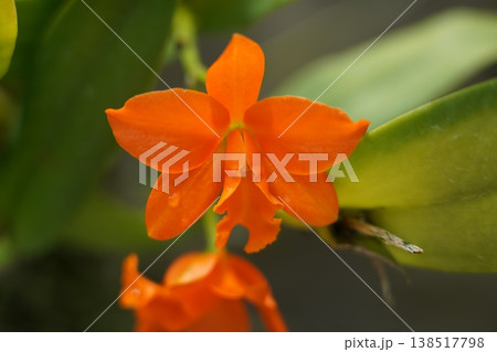 カトレア 花 植物 オレンジ色の写真素材 - PIXTA