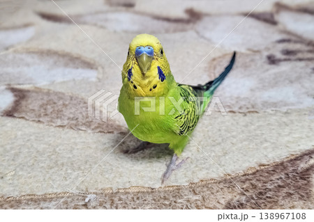 セキセイインコ 鳥 グリーン 緑色の写真素材 - PIXTA